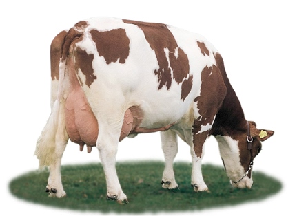 melkkoe